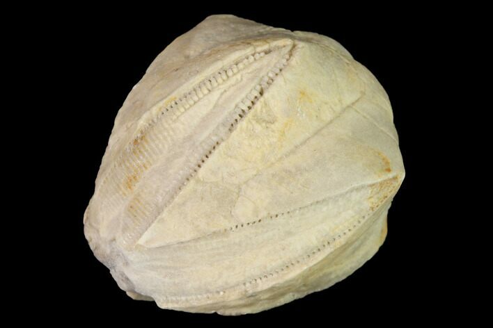 Blastoid (Pentremites) Fossil - Tennessee #142096